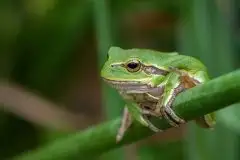 Mazurska rzekotka drzewna na zdjęciach Jana Olchówki - zdjęcie 28