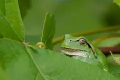 Mazurska rzekotka drzewna na zdjęciach Jana Olchówki - zdjęcie 19
