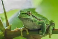 Mazurska rzekotka drzewna na zdjęciach Jana Olchówki - zdjęcie 18