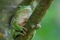 Mazurska rzekotka drzewna na zdjęciach Jana Olchówki - zdjęcie 14