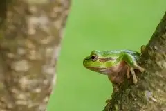 Mazurska rzekotka drzewna na zdjęciach Jana Olchówki - zdjęcie 12