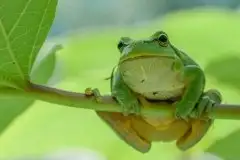 Mazurska rzekotka drzewna na zdjęciach Jana Olchówki - zdjęcie 3