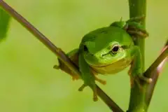 Mazurska rzekotka drzewna na zdjęciach Jana Olchówki - zdjęcie 2