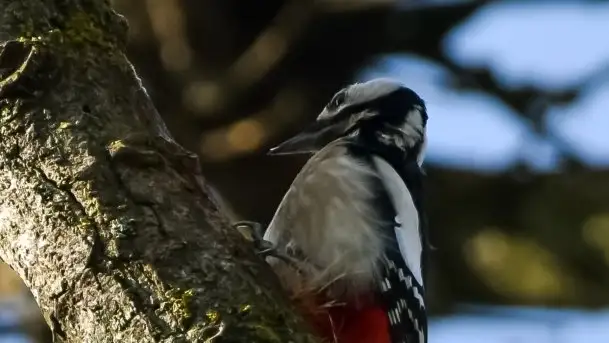 Mazurska przyroda budzi się do życia na zdjęciach Stanisława Sielewicza - zdjęcie 9