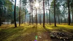 Mazurski las w okolicach Kruklina, luty 2020 - zdjęcie 4