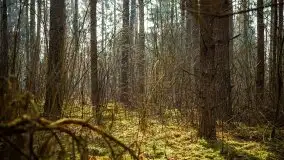 Mazurski las w okolicach Kruklina, luty 2020 - zdjęcie 19