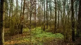 Mazurski las w okolicach Kruklina, luty 2020 - zdjęcie 24