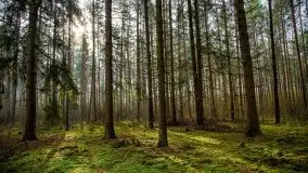 Mazurski las w okolicach Kruklina, luty 2020 - zdjęcie 22