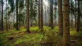 Mazurski las w okolicach Kruklina, luty 2020 - zdjęcie 29