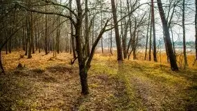 Mazurski las w okolicach Kruklina, luty 2020 - zdjęcie 36