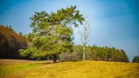 Mazurski las w okolicach Kruklina, luty 2020 - zdjęcie 42