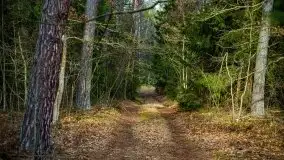 Mazurski las w okolicach Kruklina, luty 2020 - zdjęcie 50