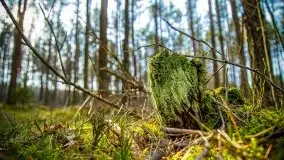 Mazurski las w okolicach Kruklina, luty 2020 - zdjęcie 54