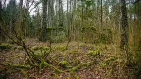 Mazurski las w okolicach Kruklina, luty 2020 - zdjęcie 56