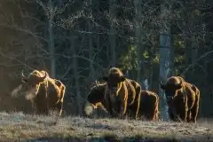 Mazurskie żubry na zdjęciach Janka Olchówki - zdjęcie 36