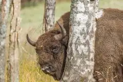 Mazurskie żubry na zdjęciach Janka Olchówki - zdjęcie 31