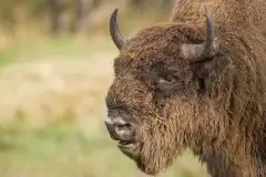 Mazurskie żubry na zdjęciach Janka Olchówki - zdjęcie 29