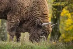 Mazurskie żubry na zdjęciach Janka Olchówki - zdjęcie 25