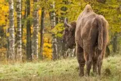 Mazurskie żubry na zdjęciach Janka Olchówki - zdjęcie 24