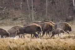 Mazurskie żubry na zdjęciach Janka Olchówki - zdjęcie 11