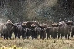 Mazurskie żubry na zdjęciach Janka Olchówki - zdjęcie 8