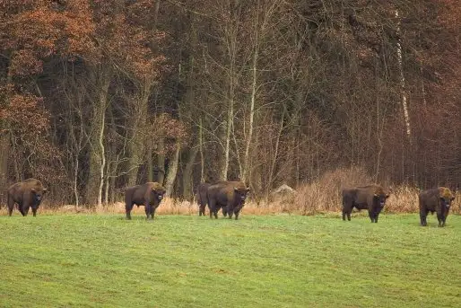 Mazurskie żubry na zdjęciach Janka Olchówki - zdjęcie 7