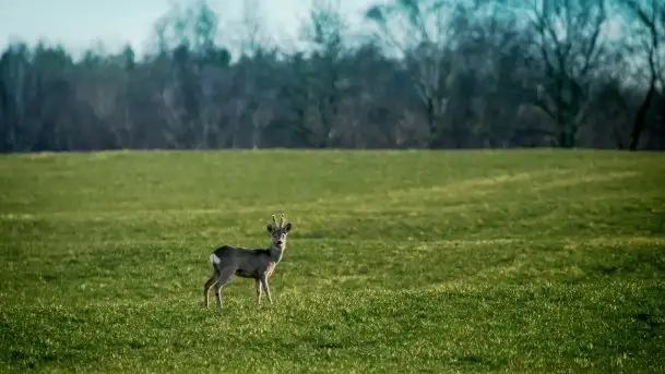 Wiosna w lutym na zdjęciach Stanisława Sielewicza - zdjęcie 5
