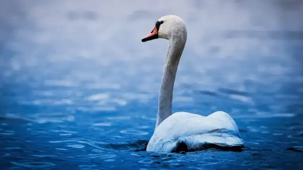 Wiosna w lutym na zdjęciach Stanisława Sielewicza - zdjęcie 1