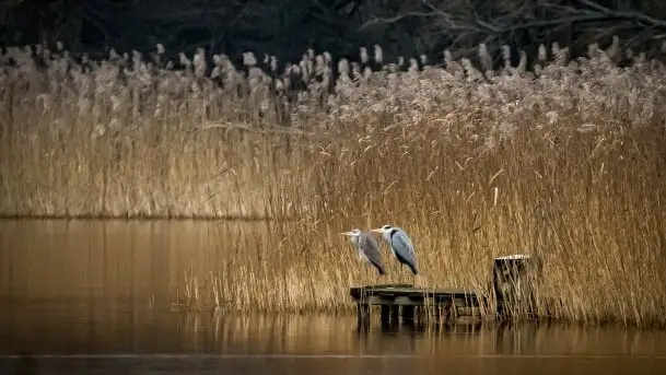 Wiosna w lutym na zdjęciach Stanisława Sielewicza - zdjęcie 2