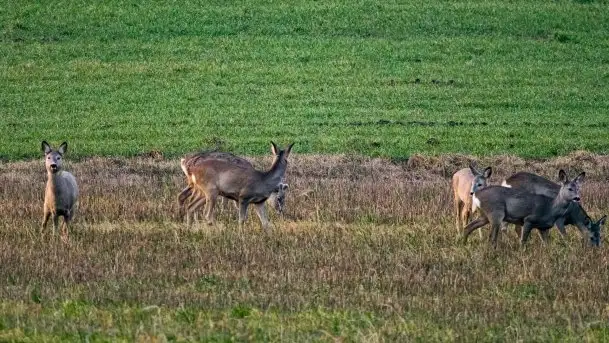 Wiosna w lutym na zdjęciach Stanisława Sielewicza - zdjęcie 10