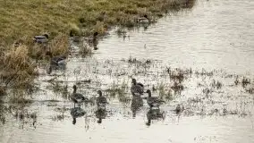 Wiosna w lutym na zdjęciach Stanisława Sielewicza - zdjęcie 11