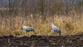 W poszukiwaniu wiosny, okolice Dobry i jez. Dobskiego - zdjęcie 1