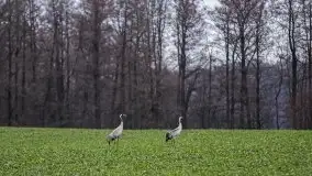 W poszukiwaniu wiosny, okolice Dobry i jez. Dobskiego - zdjęcie 23