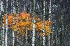 Zdjęcia: Mazurskie pejzaże na zdjęciach Janka Olchówki cz. II - zdjęcie 8