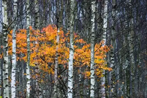 Zdjęcia: Mazurskie pejzaże na zdjęciach Janka Olchówki cz. II - zdjęcie 8
