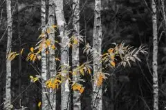 Zdjęcia: Mazurskie pejzaże na zdjęciach Janka Olchówki cz. II - zdjęcie 7