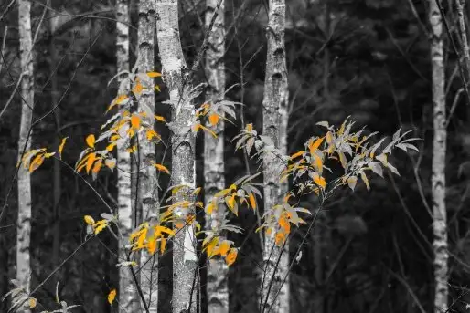 Zdjęcia: Mazurskie pejzaże na zdjęciach Janka Olchówki cz. II - zdjęcie 7