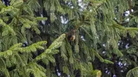 Las nad jeziorem Białym i rzeką Sapiną, marzec 2020 - zdjęcie 2