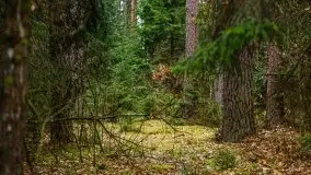 Las nad jeziorem Białym i rzeką Sapiną, marzec 2020 - zdjęcie 9