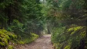 Las nad jeziorem Białym i rzeką Sapiną, marzec 2020 - zdjęcie 19