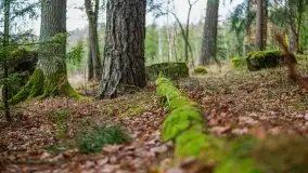 Las nad jeziorem Białym i rzeką Sapiną, marzec 2020 - zdjęcie 22