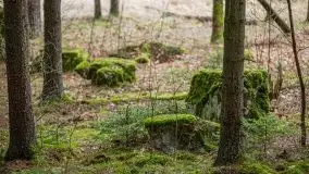 Las nad jeziorem Białym i rzeką Sapiną, marzec 2020 - zdjęcie 13