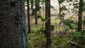 Las nad jeziorem Białym i rzeką Sapiną, marzec 2020 - zdjęcie 23