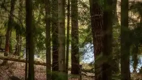 Las nad jeziorem Białym i rzeką Sapiną, marzec 2020 - zdjęcie 25