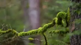 Las nad jeziorem Białym i rzeką Sapiną, marzec 2020 - zdjęcie 26