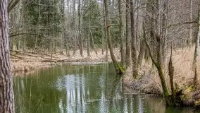 Las nad jeziorem Białym i rzeką Sapiną, marzec 2020 - zdjęcie 39