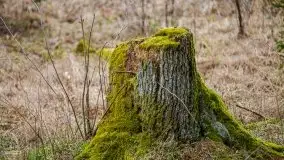 Las nad jeziorem Białym i rzeką Sapiną, marzec 2020 - zdjęcie 51