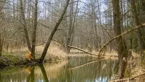 Las nad jeziorem Białym i rzeką Sapiną, marzec 2020 - zdjęcie 53