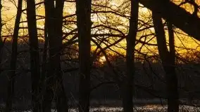 Okolice mostu Sztynorckiego, marzec 2020 - zdjęcie 44