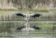 Zdjęcia: Mazurskie bociany na zdjęciach Janka Olchówki - zdjęcie 70